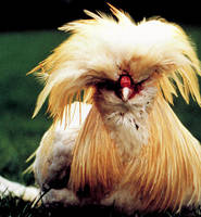 gallina-padovana gallina-padovana